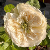 Whitby abbey Rose